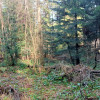 Florynka, działka leśna 1 ha, 1112S/2024