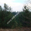 Zalesie działka 1243m2