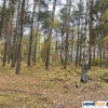 Zbuduj dom w lesie – działka 1850 m².