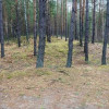 Działka leśna 2,31 ha, w Łosie koło Radzymina