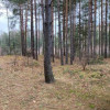 Działka leśna 2,31 ha, w Łosie koło Radzymina