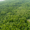 Prywatny las 41 ar – Siemiechów, gm. Gromnik