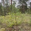 Działka w lesie 2064 m² - letniskowa i całoroczna