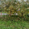 Działka Ostrówek
