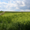 Działka inwestycyjna 81.7a w Krasne