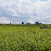 Działka inwestycyjna 81.7a w Krasne