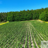 Kaskadowa działka 9 000 m² przy lesie