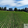 Kaskadowa działka 9 000 m² przy lesie
