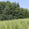 Działka budowlano leśna- Nowodworze- Małopolska