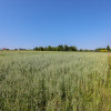 Działka budowlana Siemiechów - gm. Gromnik!