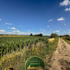 Działki budowlane 1500 m², Regimin 10 km Ciechanów