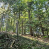 Działka rolno-leśna- Żurowa- Małopolska