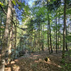 Działka rolno-leśna- Żurowa- Małopolska