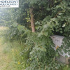Działka budowlana w Łapinie Kartuskim ul. Bratkowa