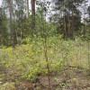 Działka w lesie 2064 m² - letniskowa i całoroczna