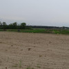 Działka Kalisz
