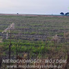 Działka Korytów