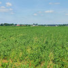 Działka Zaborówek