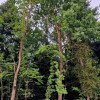 Działka Sitnica