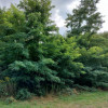 Działka Strzeniówka