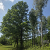 Działka Wiązowna