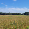 Działka Pałecznica ul.  