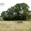 Działka Wilcza