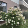 Psie/Pole/1pok./lux/2010/balkon/winda/od/zaraz/top