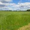Działka Młyńsk Młyńsk