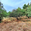 Lokal Bartoszówek