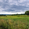 Działka Grodziszcze