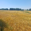 Działka Grodzisko ul. Grodzisko