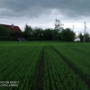 Działka Czernin ul. Czernin