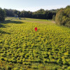 Działka Grajów
