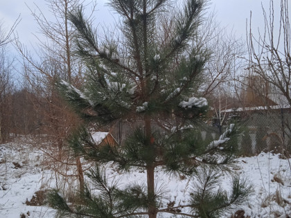 Do sprzedania murowany dom z dużą ogrodzoną działką