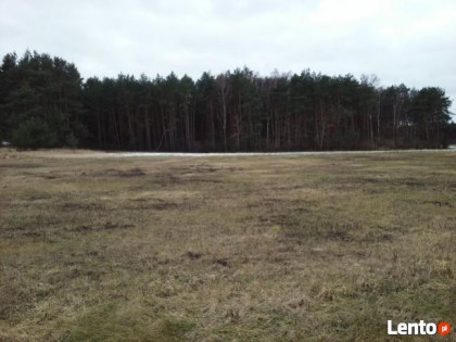 działka budowlana przy lesie w Murzynowie (lubuskie)