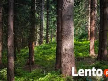 Sprzedam działkę leśną w górach