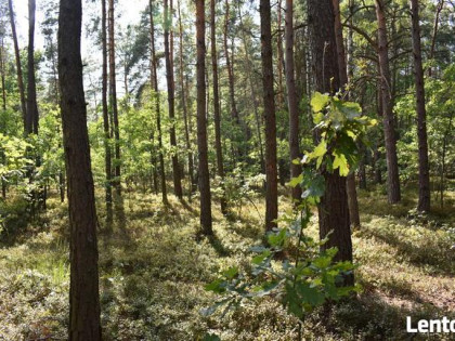 Działka leśna w miejscowości Stary Żabieniec ( 4308 m2 )