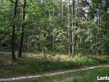 Działka leśna w miejscowości Stary Żabieniec ( 4308 m2 )