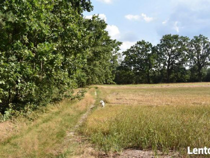 Działka leśna w miejscowości Stary Żabieniec ( 4308 m2 )