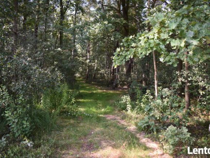 Działka leśna w miejscowości Stary Żabieniec ( 4308 m2 )