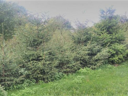 Dom z ogrodem Jaraczewo