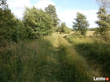 Działki 59 km od W-wy,na łąkach w Prabutach pow.Wyszków,