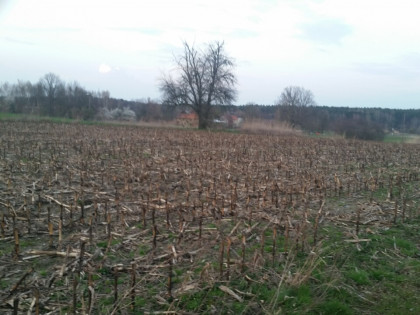 Działki 9 arowe Witoszyn