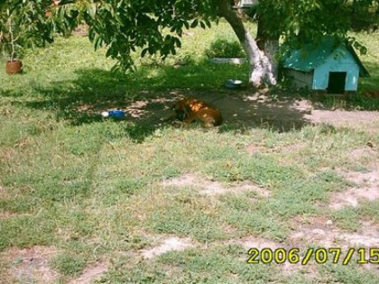 DZIAŁKA BUDOWLANA Z DOMEM W TRAKCIE REMONTU