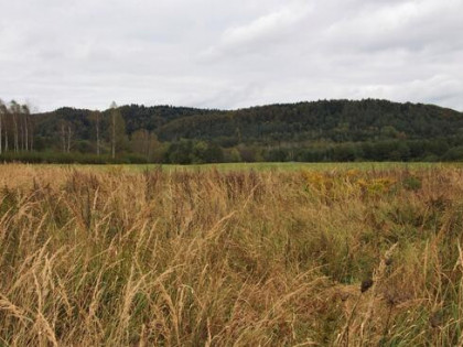 Działka rolno-budowlana w Załużu 30 ar