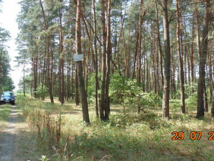 Działka leśna