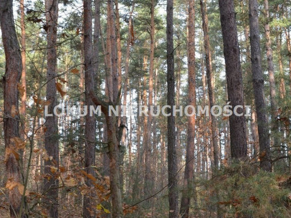 Działka Gruszów Wielki