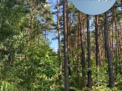 Działka Józefów cisza starodrzew las