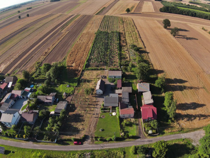 Gospodarstwo rolne Bobrowa z plantacją Paulownia, opolskie gmina Rudniki